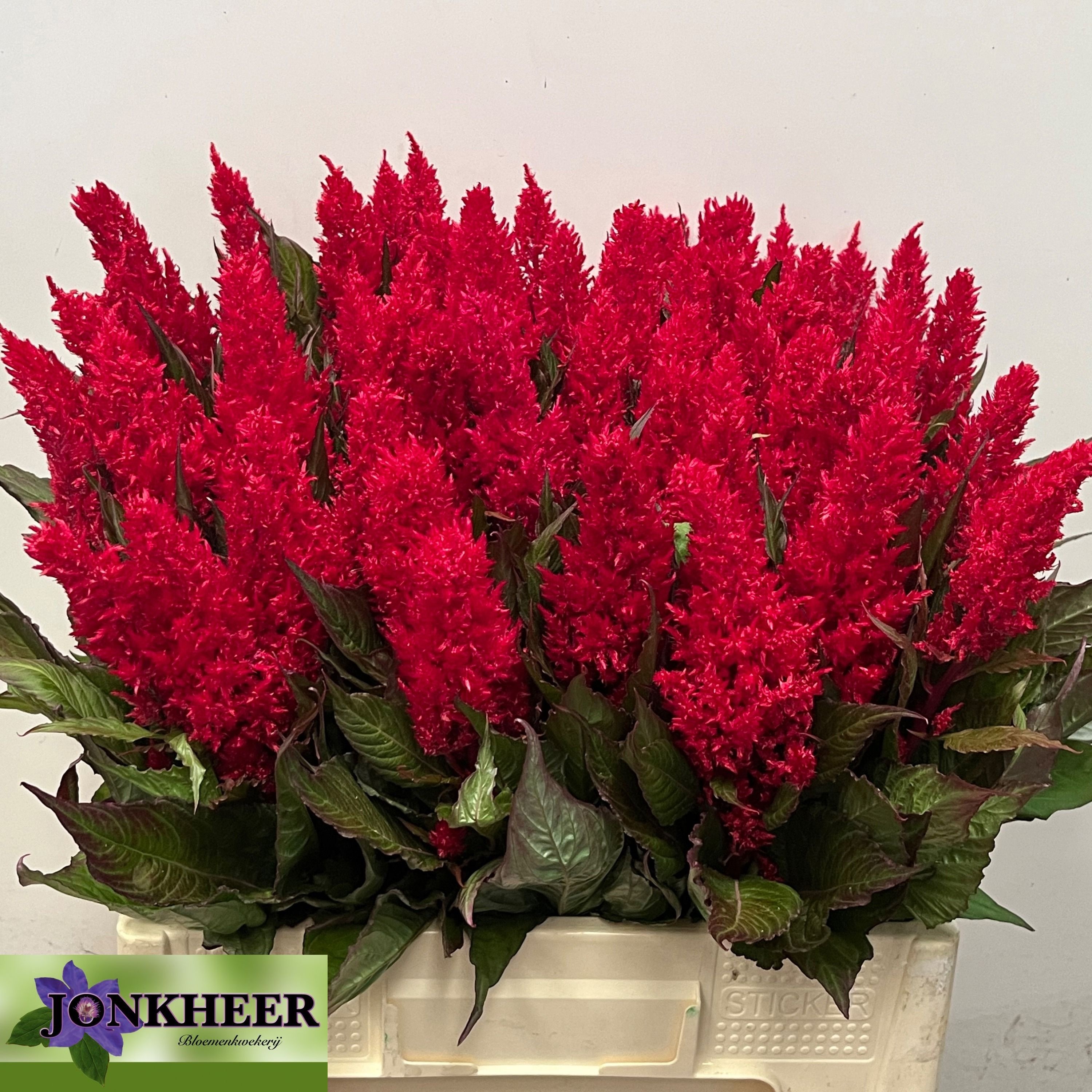 Celosia Feather Century Red 60cm