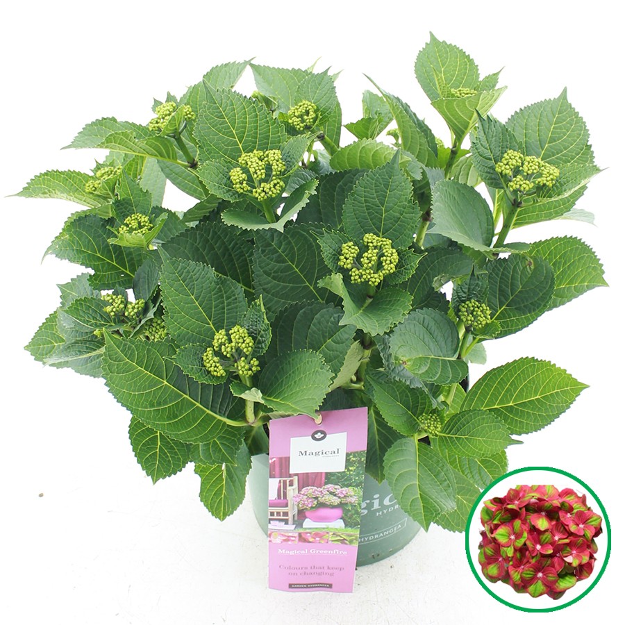 Picture of Hydrangea macr. Magical Greenfire®