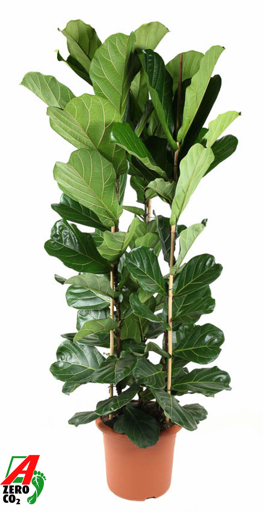 Picture of Ficus Lyrata 3PP P40 210 cm (LOOSE)