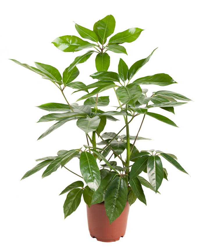 Picture of Schefflera Amata 2PP P24 90cm