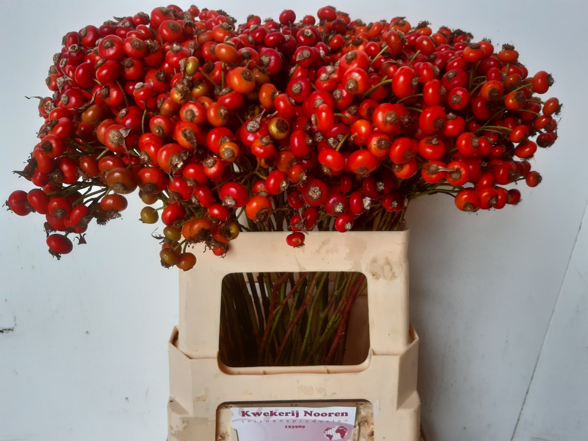 Rosa Red Hooijdonk 60cm