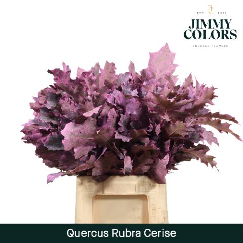 Quercus Rubra L60 Cerise