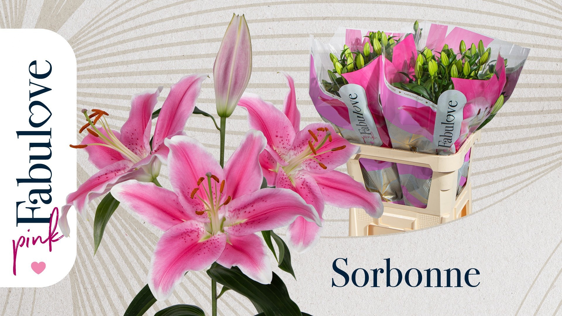 Li Or Sorbonne 85L.cm 42+knop 23bloei