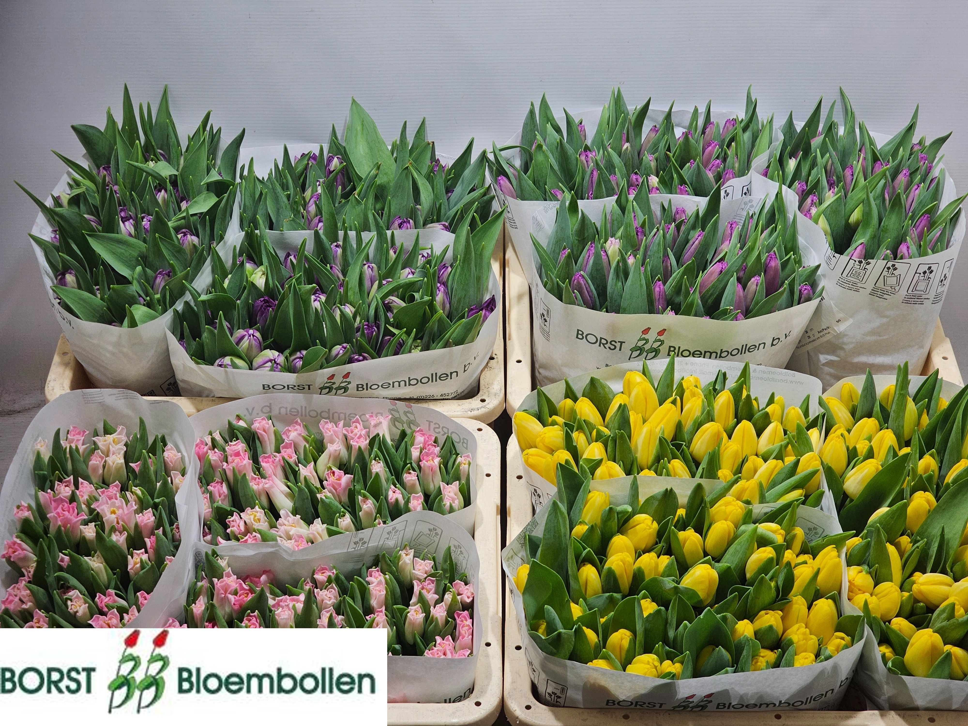 Tulipa Ov 36cm 34gram