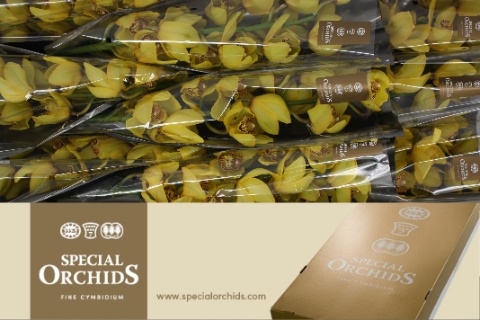 Cymbidium Classic 5/8bl