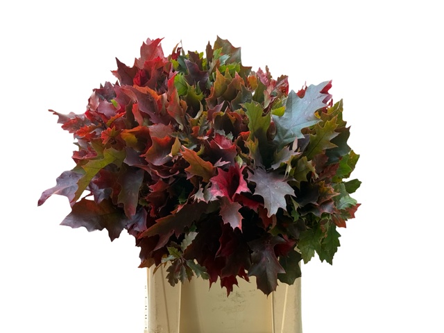 Quercus Rubra 60cm
