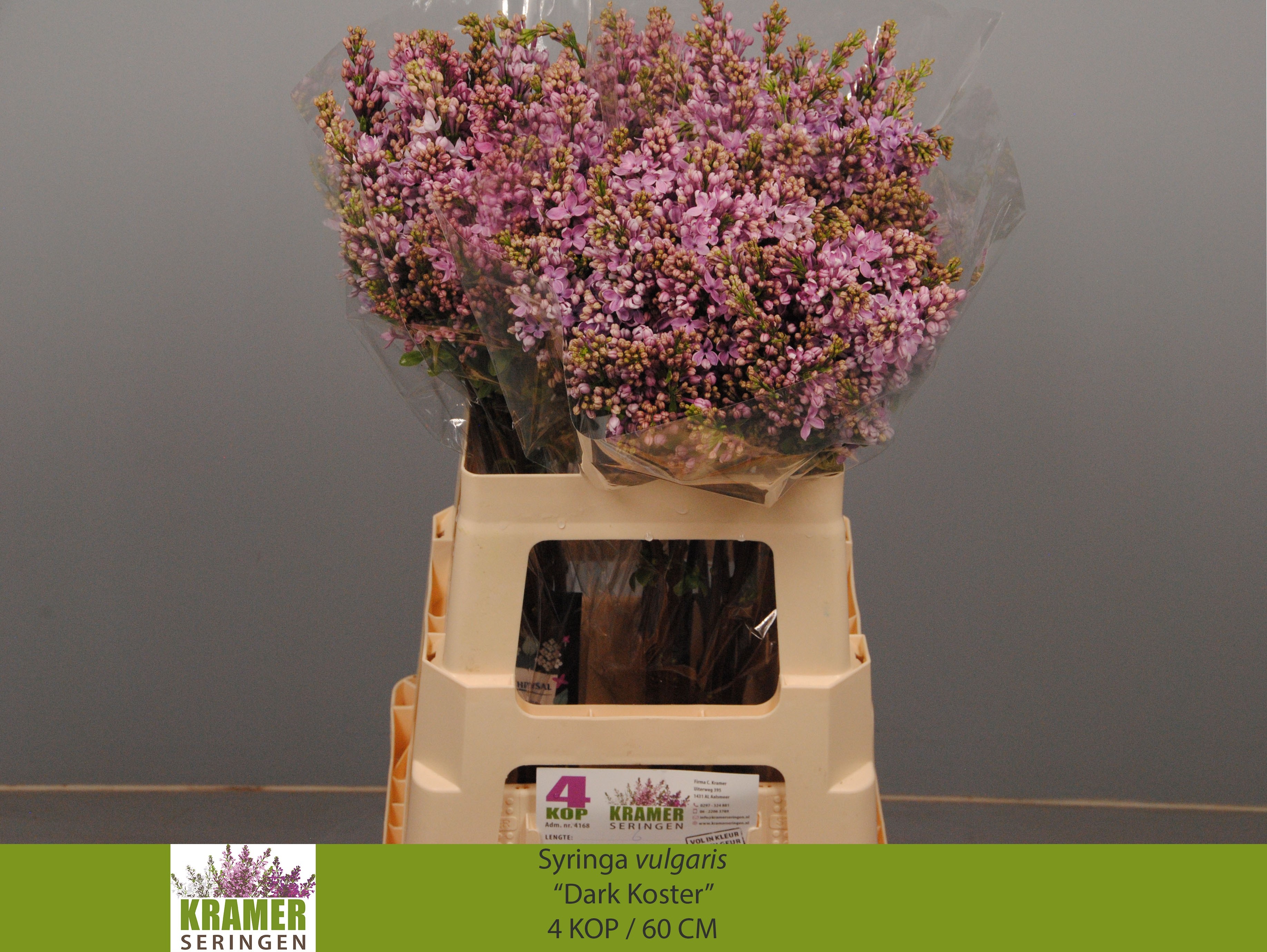 Lilac Dark Koster 60cm 4