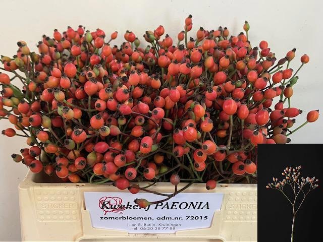 Rosa Magical Miracle 35cm