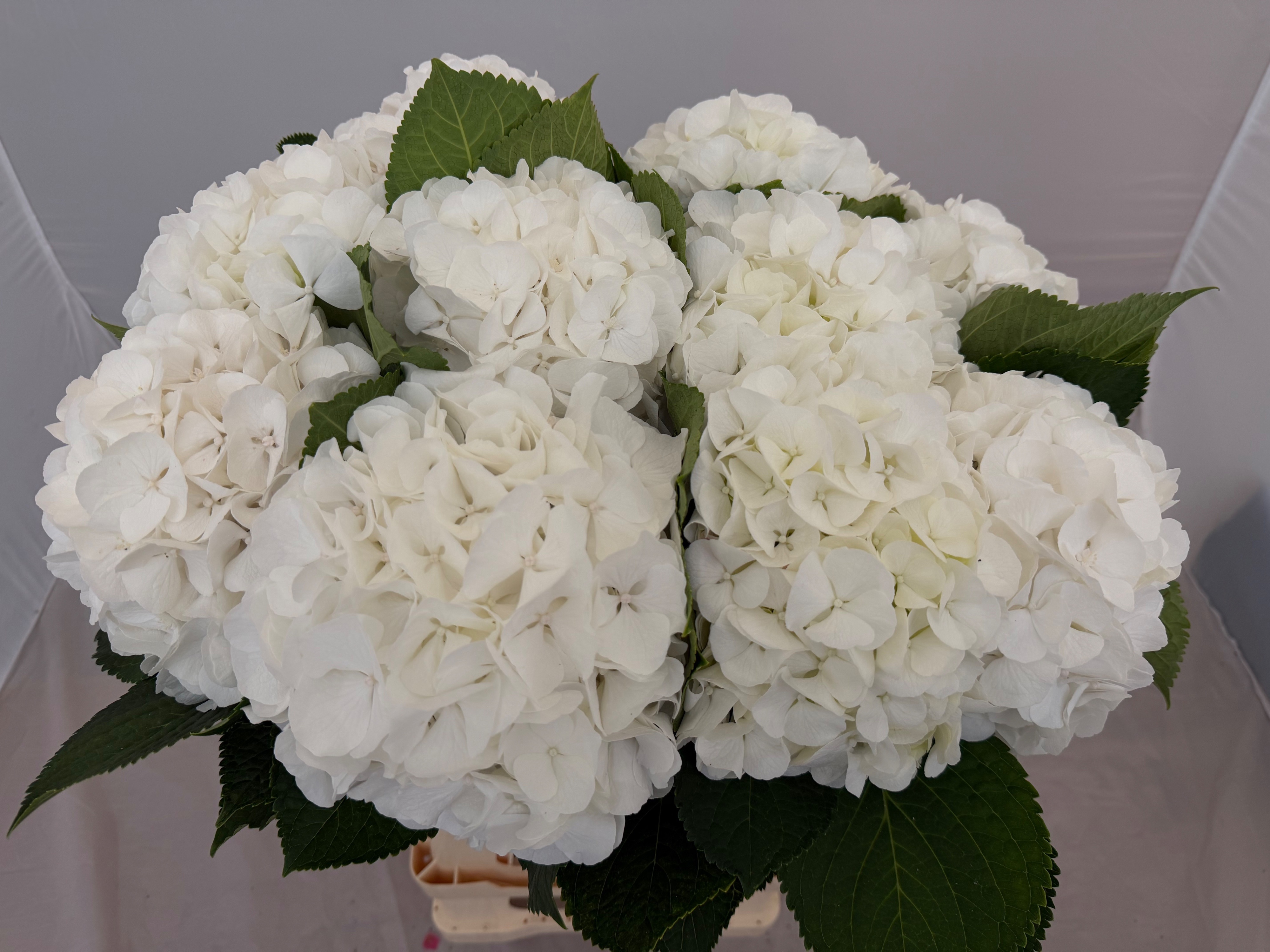 Hydrangea White Verena 60cm 20Ø