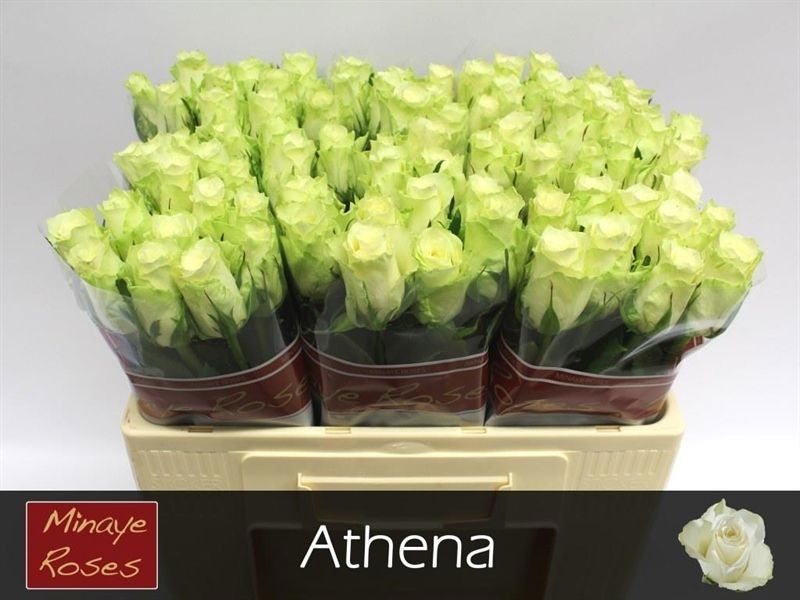 R Gr Athena