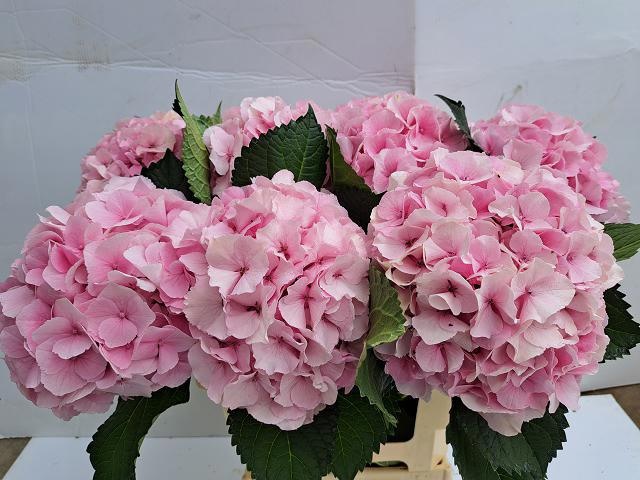 Hydr M Royal Impress