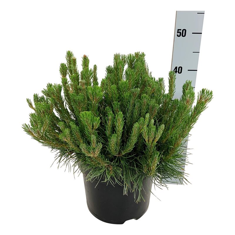Picture of Pinus mugo pumilio