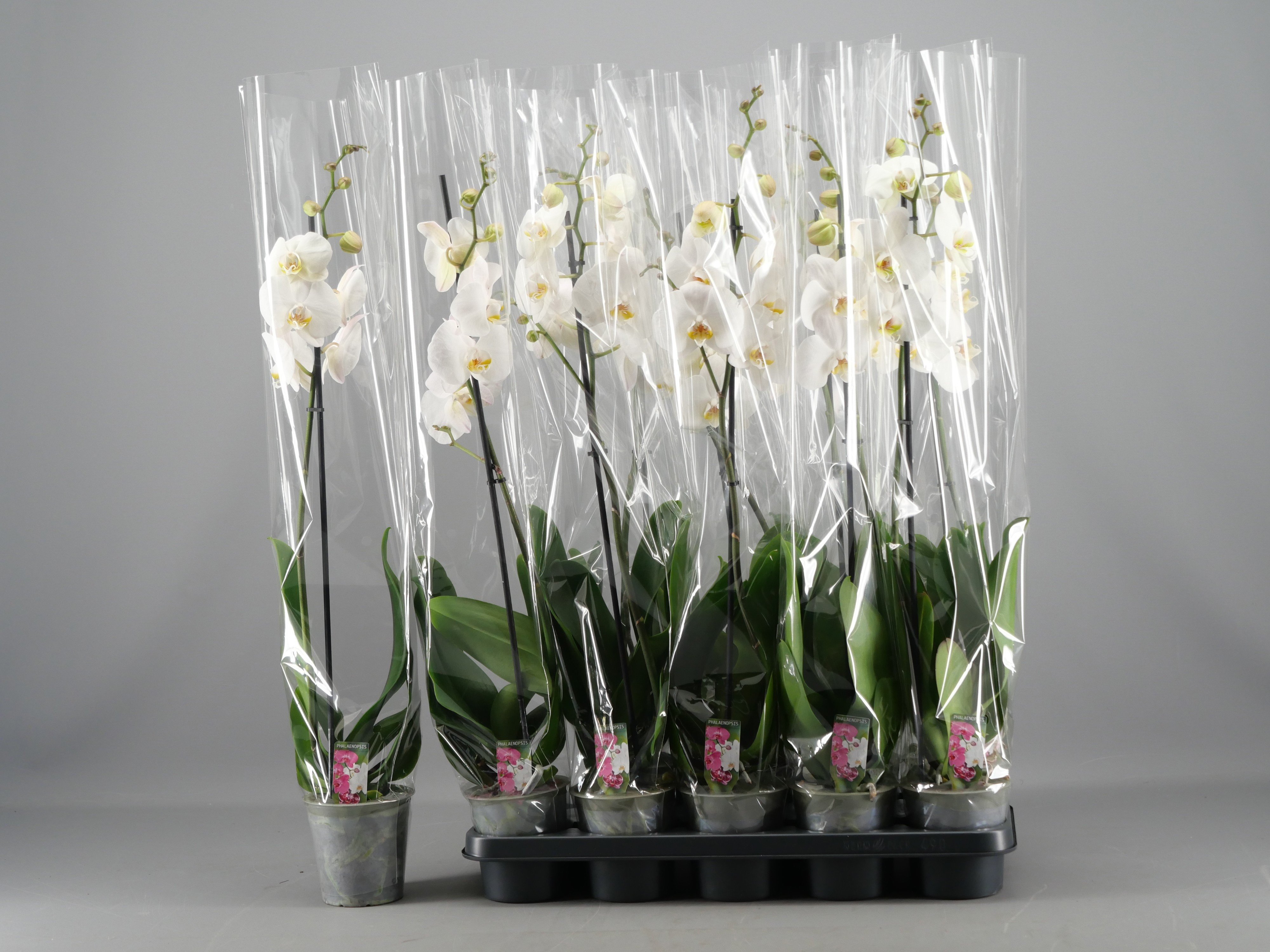 Phalaenopsis overig wit - Vlinderorchidee