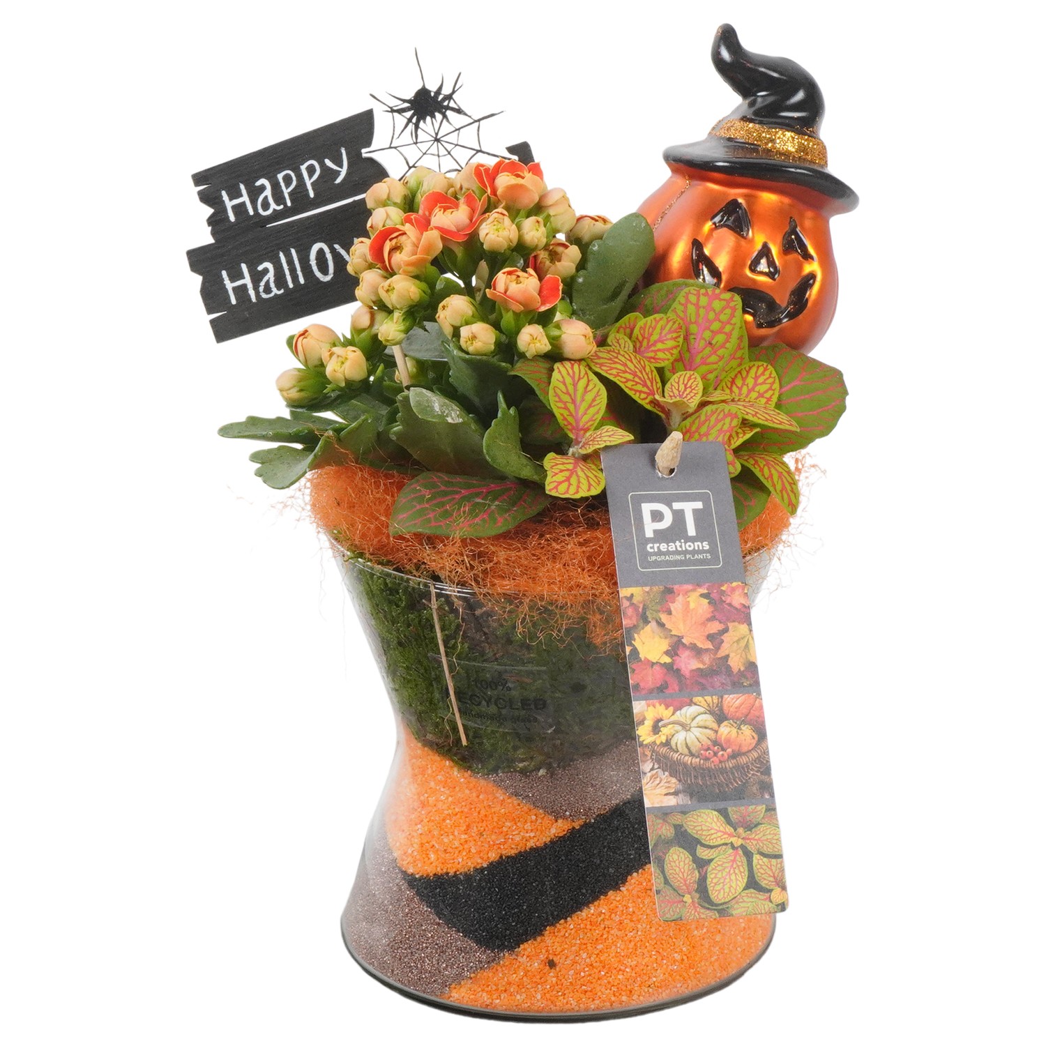 Picture of PTHL1913 Arrangement Halloween in glass vase P11 23cm