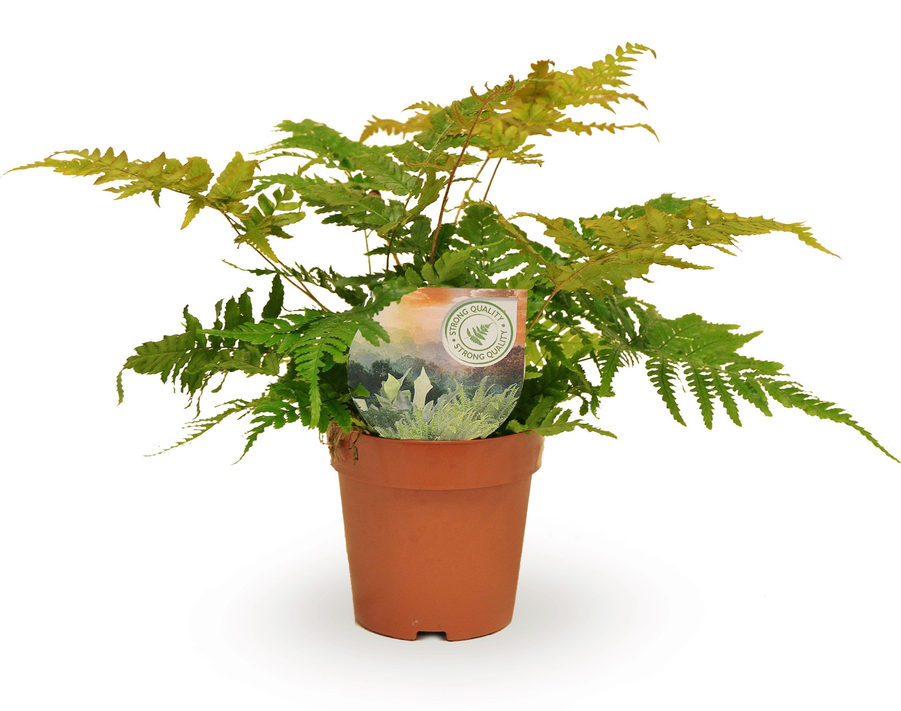 Dryopteris erythrosora