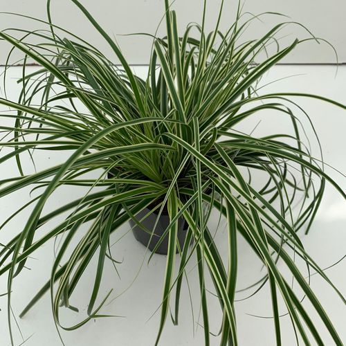 Carex 'Evercream' p17 Cammeraat