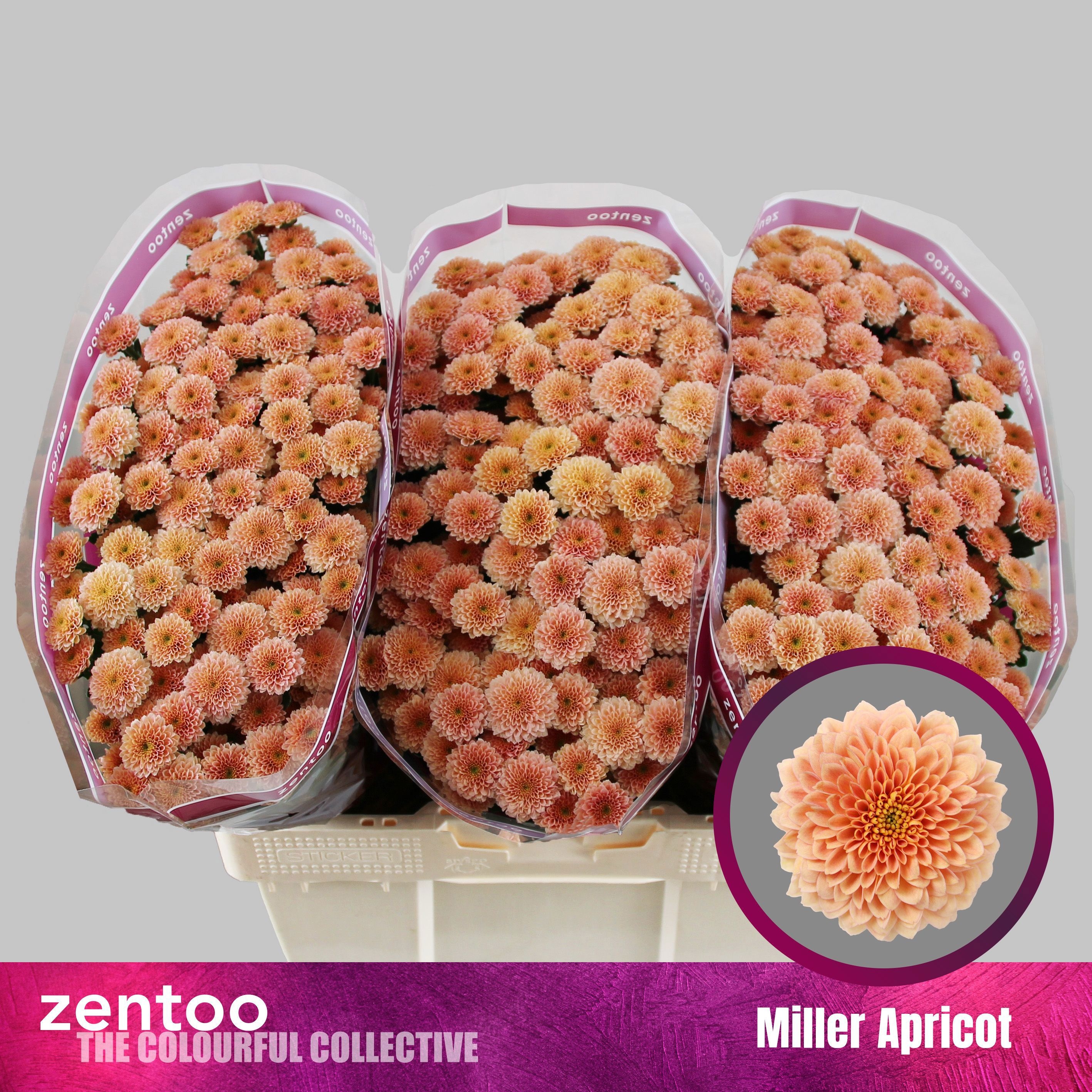 Chrys Santini Miller Apricot 55cm 110Ø