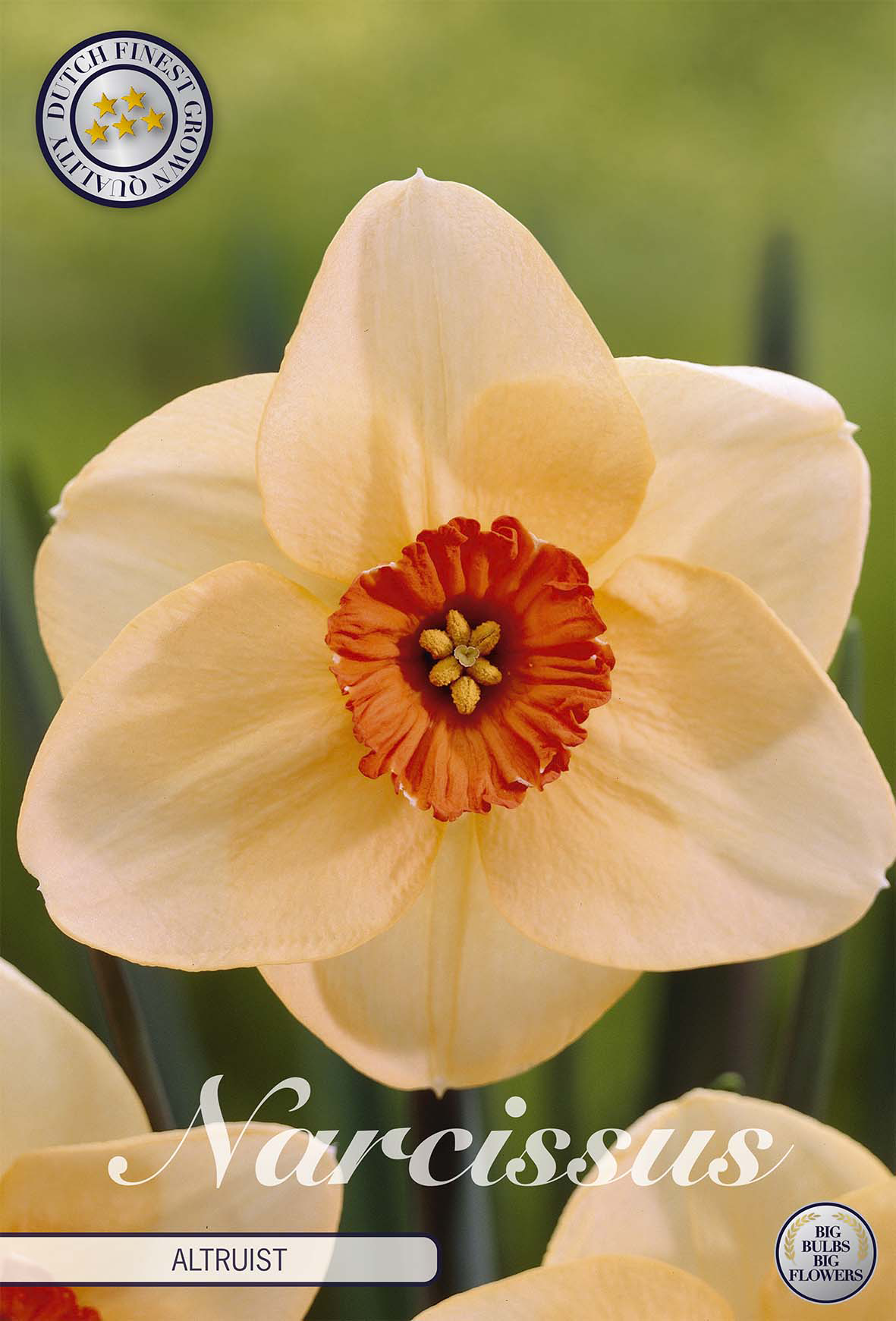 Narcissus Large Cupped Altruist x5
