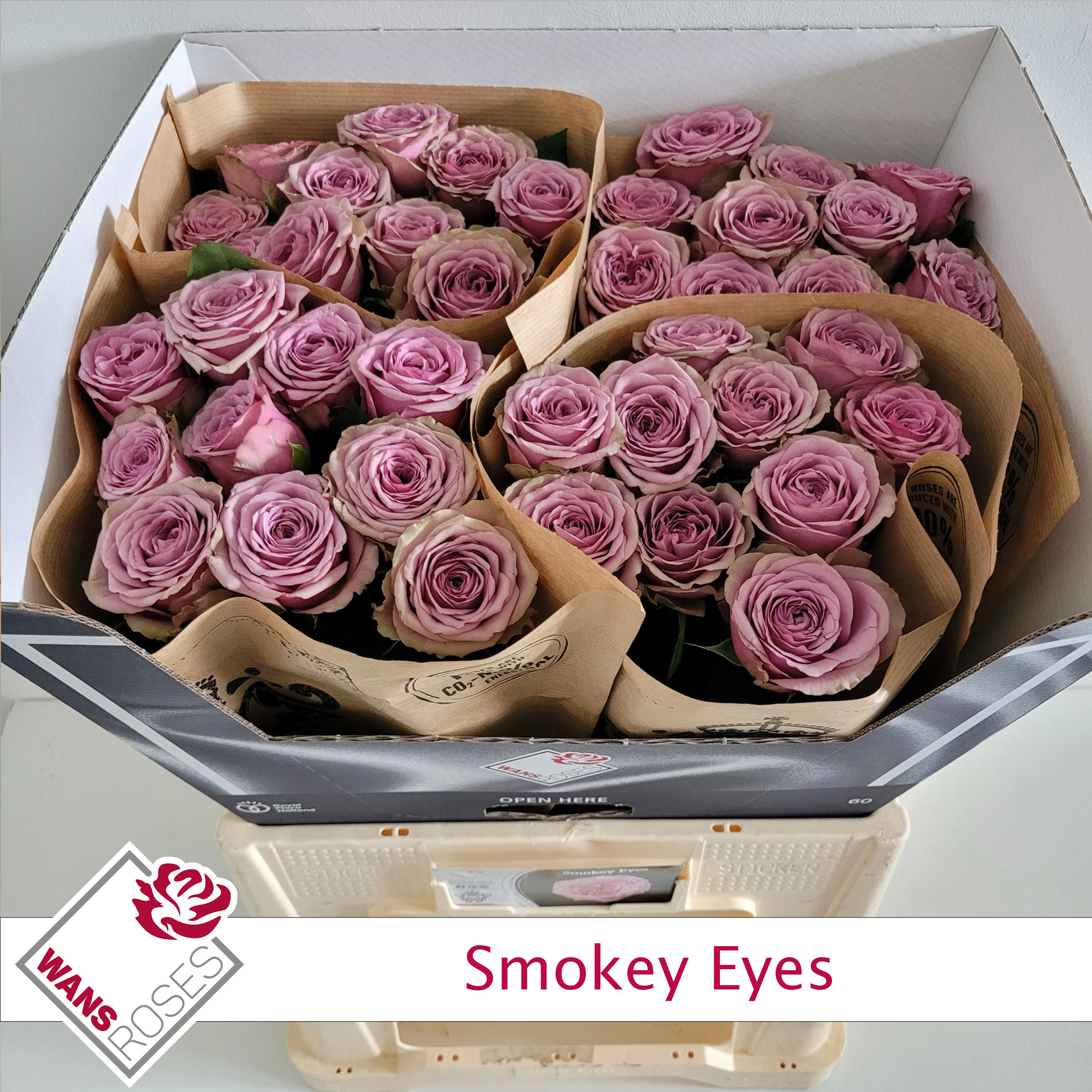 Rosa Garden Smokey Eyes 60cm