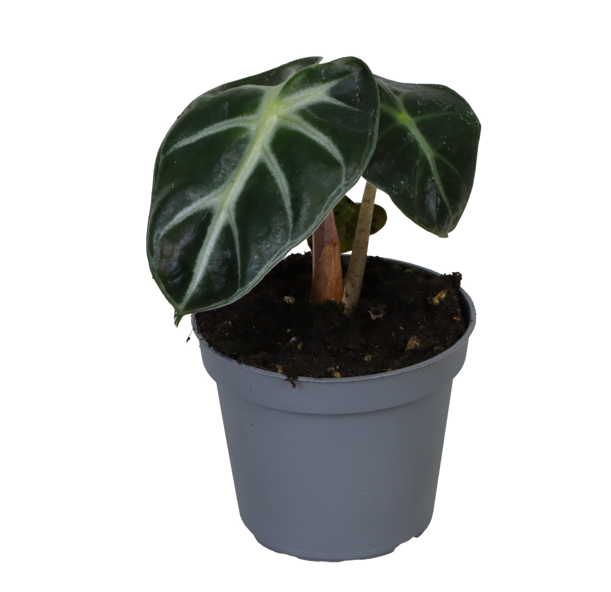 Picture of Alocasia Baby Bambino P6 5cm