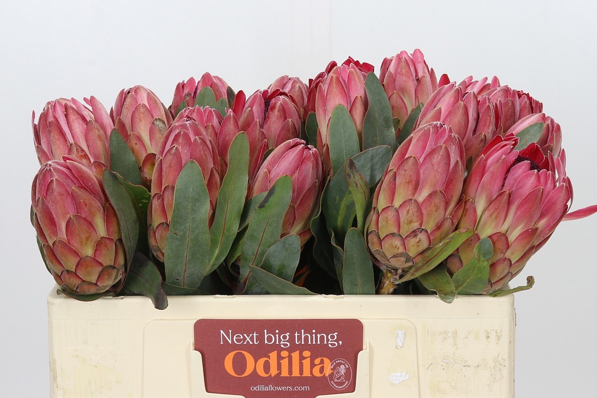 Protea Silvia 50cm