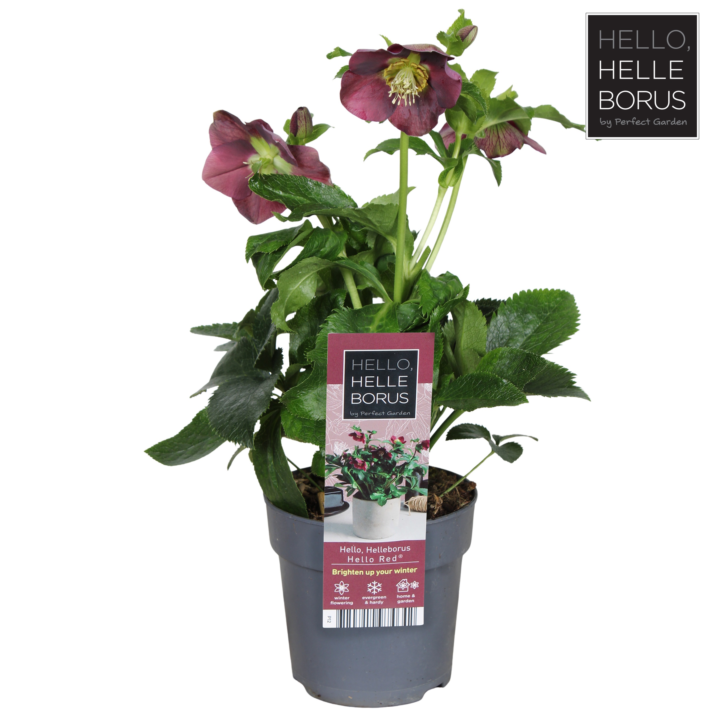 Helleborus orientalis 'Hello Red'