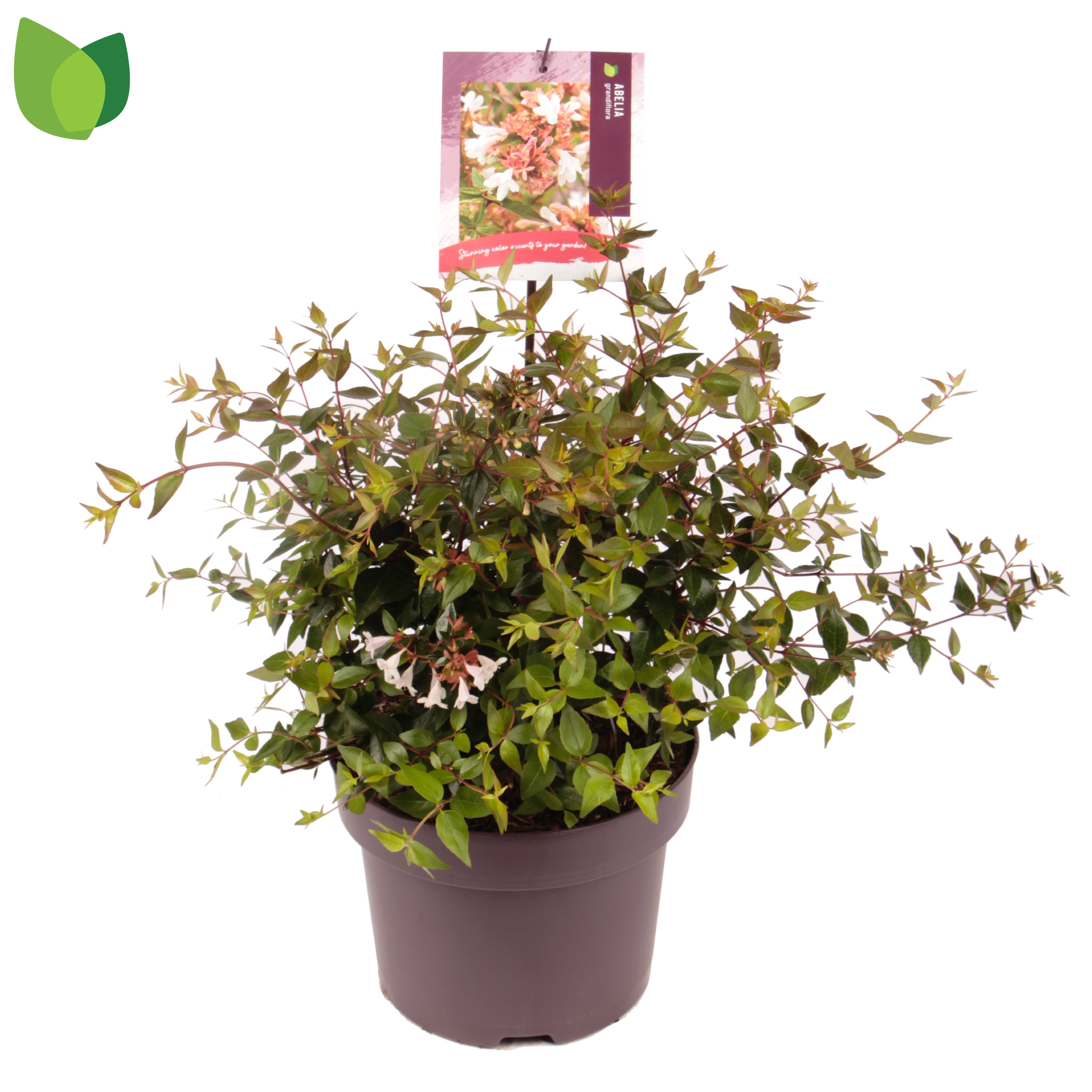 Picture of Abelia grandiflora P23 (5 Ltr)