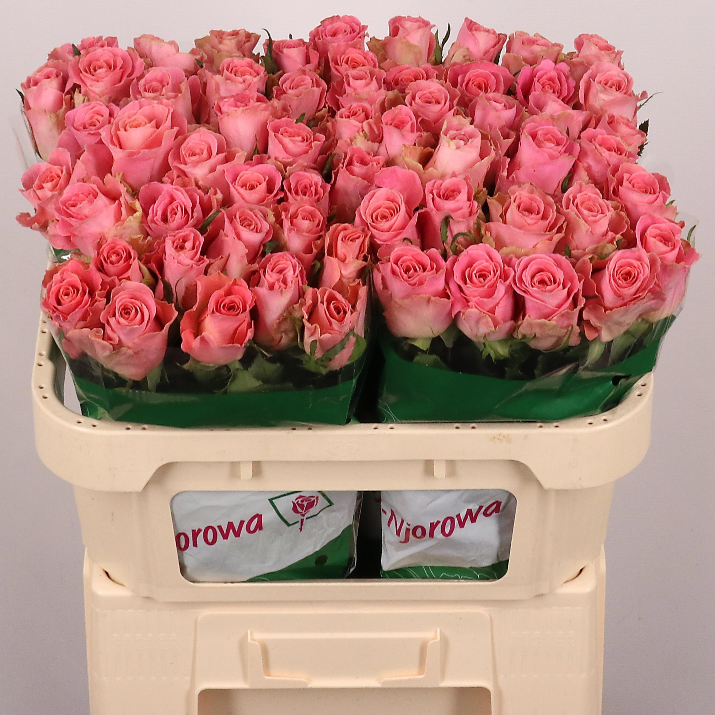 Rosa Hermosa 70cm