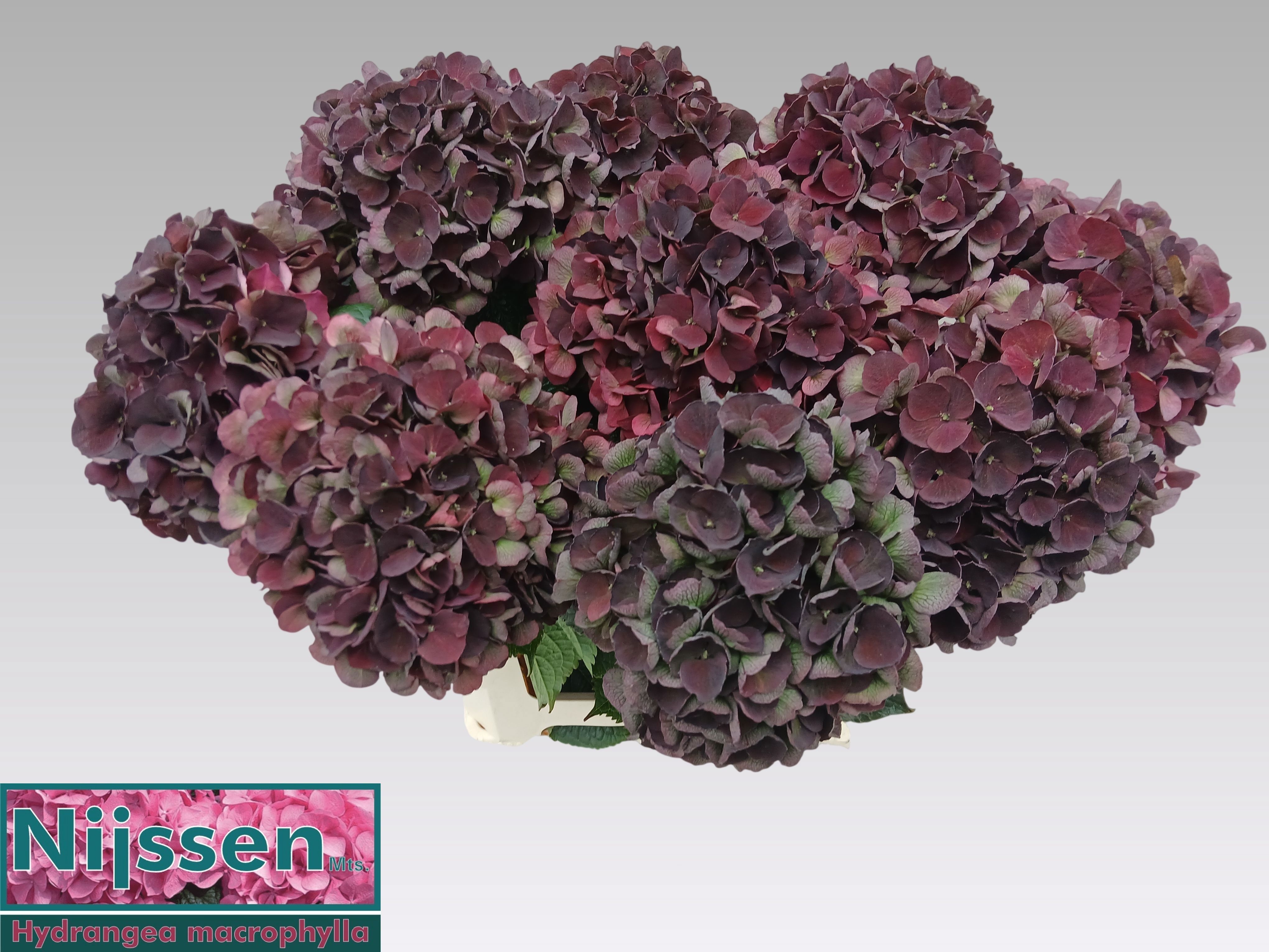 Hydrangea Dark Ruby Classic 60cm 16Ø