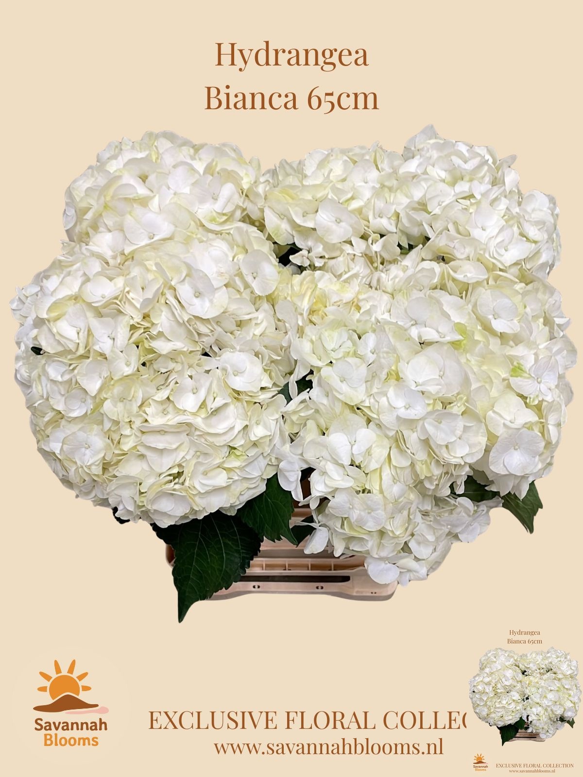 Hydr M Bianca 60cm 18Ø