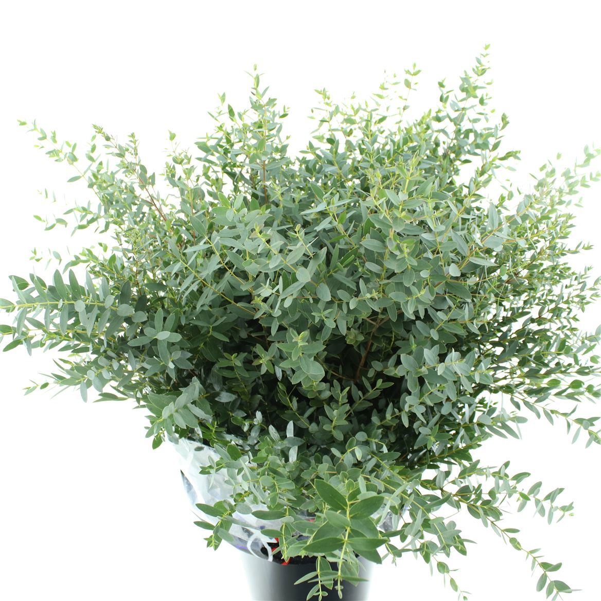 Euc Parvifolia P Bs 75L.cm 300gram