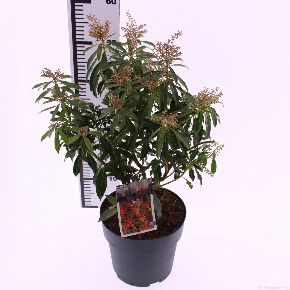 Picture of Pieris 'Forest Flame'