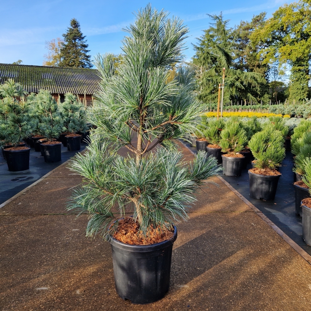 Picture of Pinus koraiensis Silveray C20 70/80 (LOOSE)