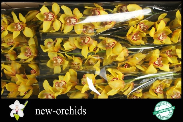 Cymbidium La Vie Stella 8/11bl