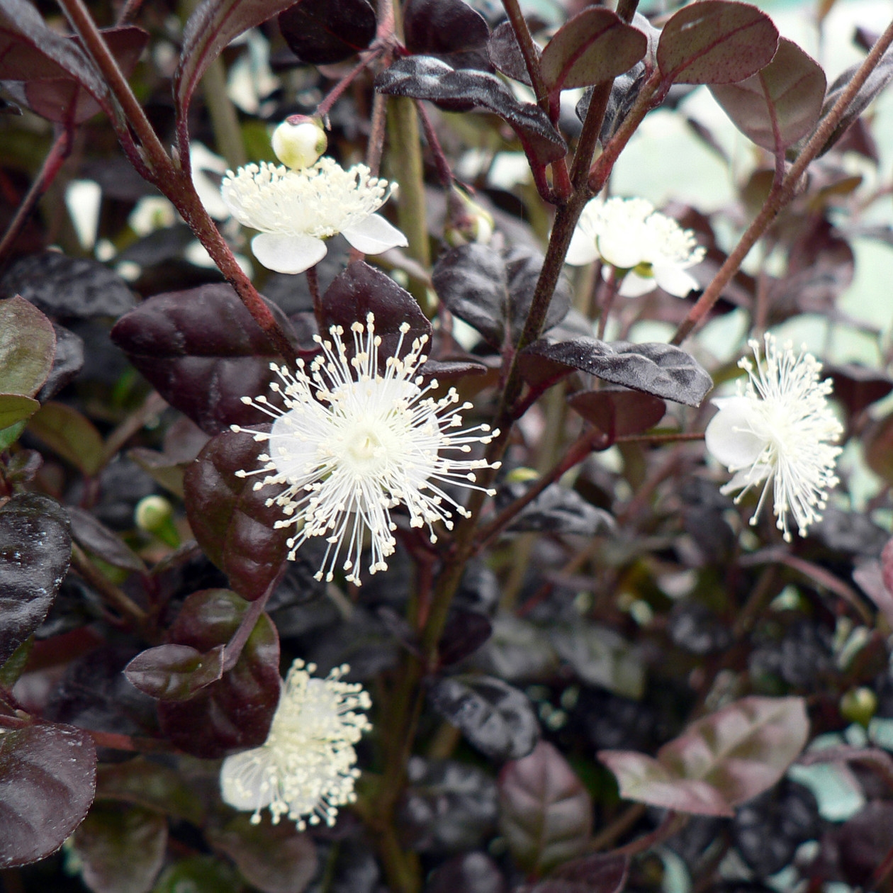 Picture of Lophomyrtus ralphii 'Black Pearl'