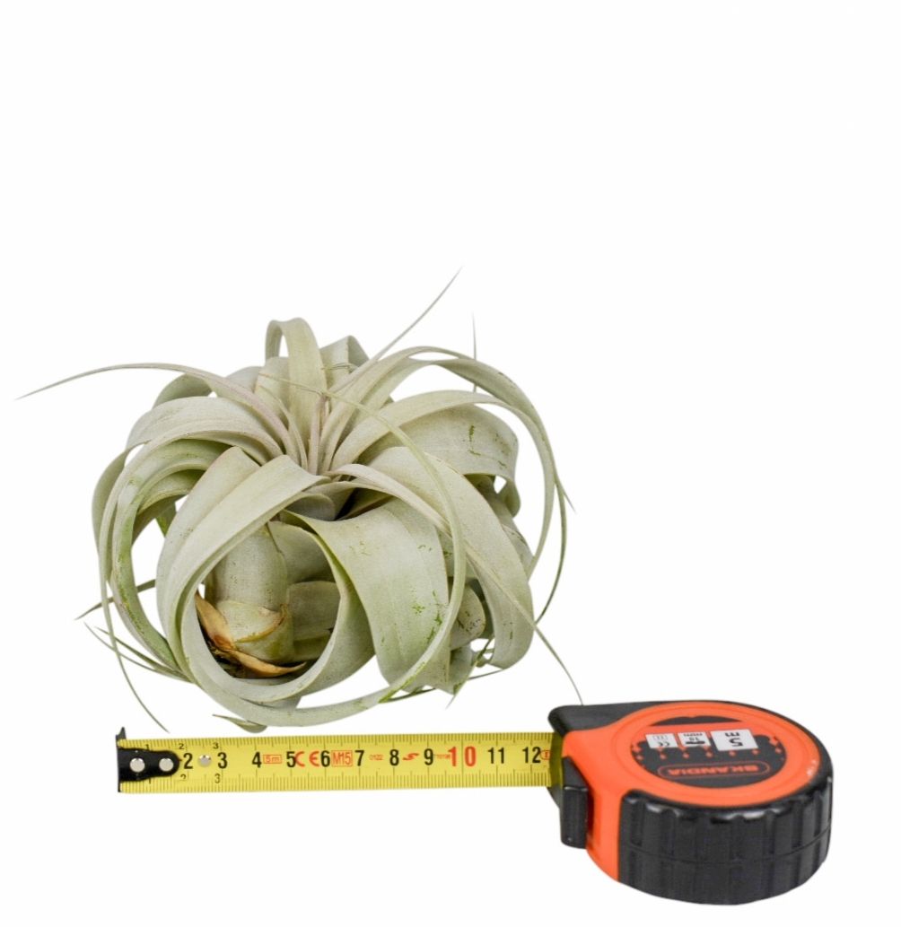 Tillandsia Xerograph 512P 12H