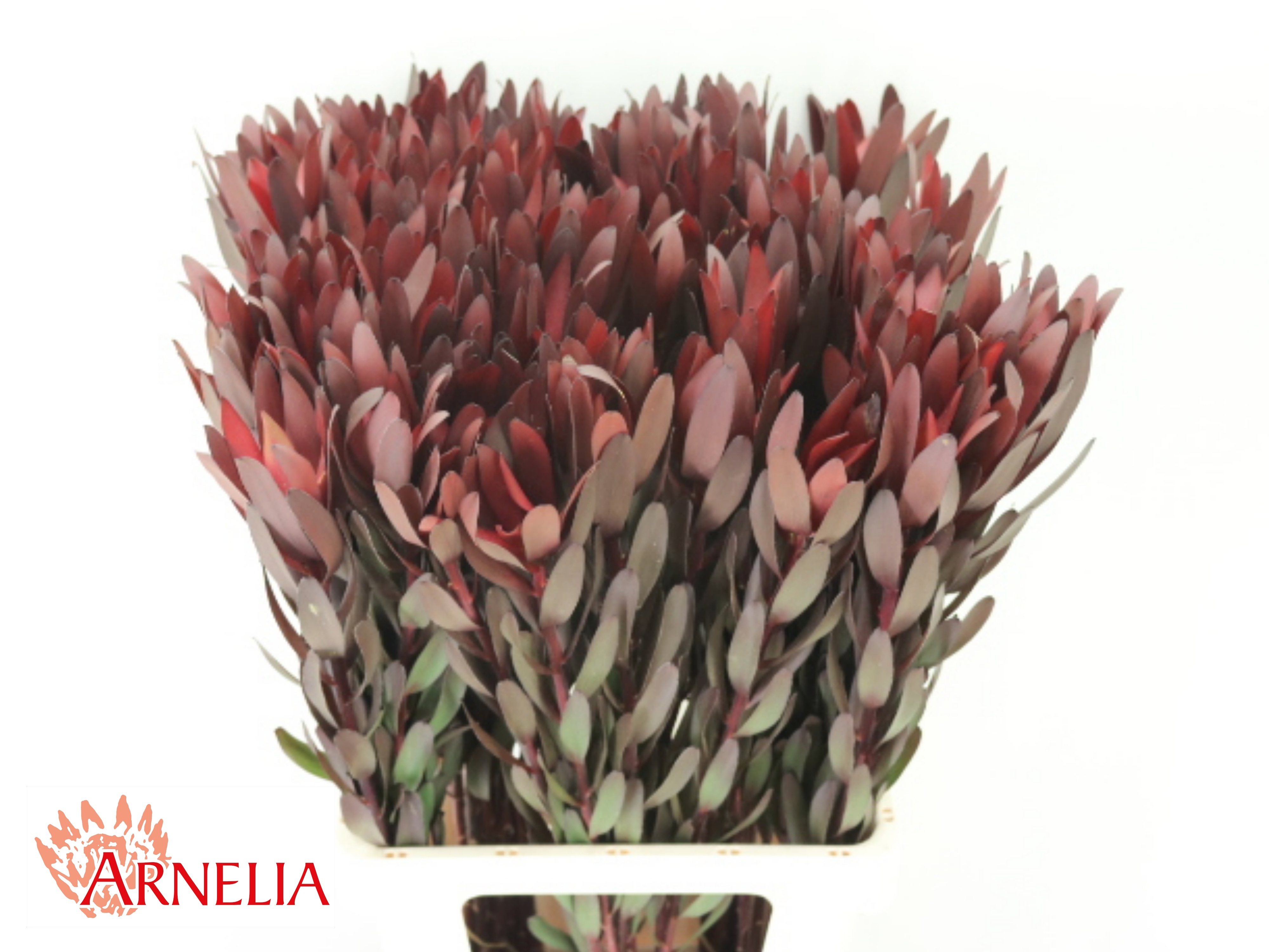 Leucadendron Safari Sunset 70cm