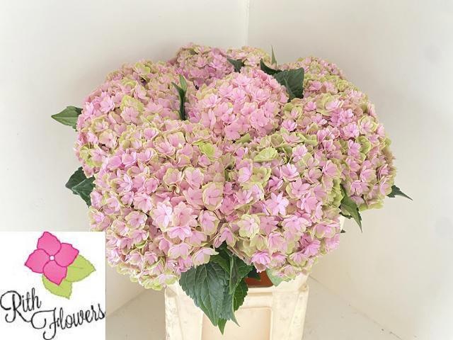 Hydrangea Royal Pink Highness 80cm 24Ø