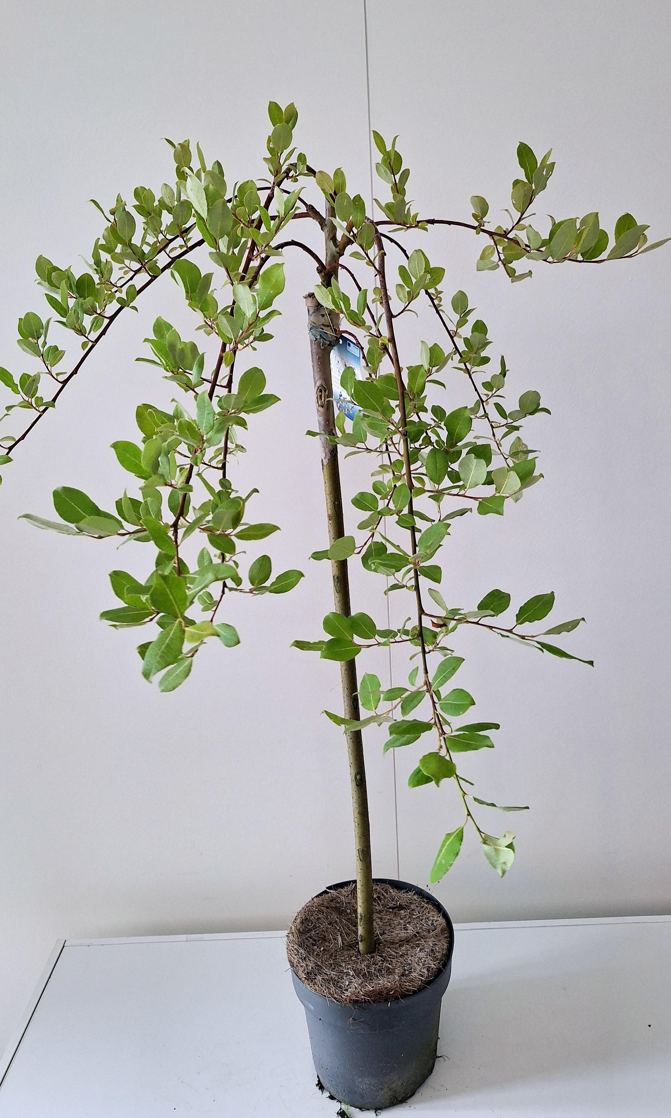 Picture of Salix Kilmarnock stam 80