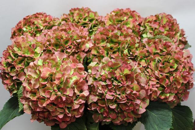 Hydrangea Verena Classic Pink 80cm 21Ø