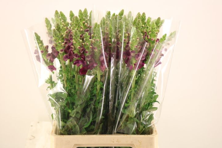 Antirrhinum Poto Crimson 70cm
