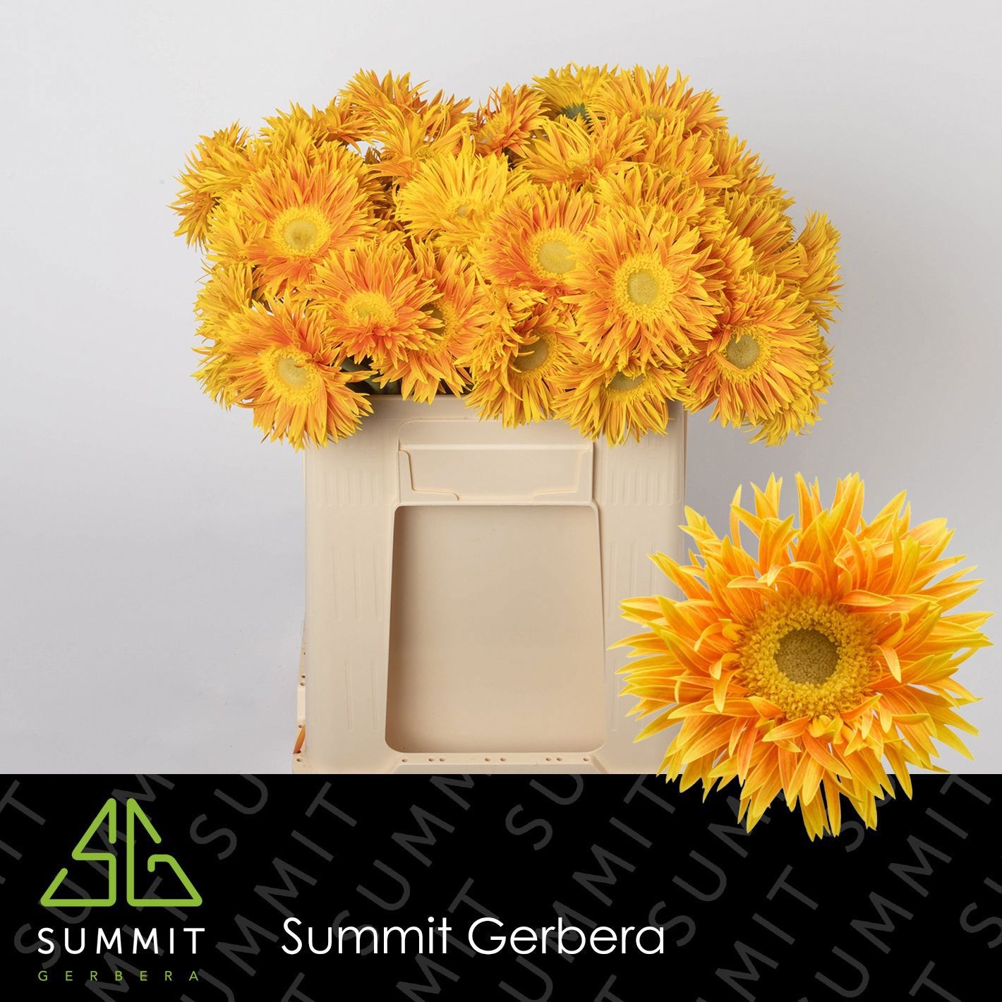 Gerbera Spider Maui 50cm 10Ø
