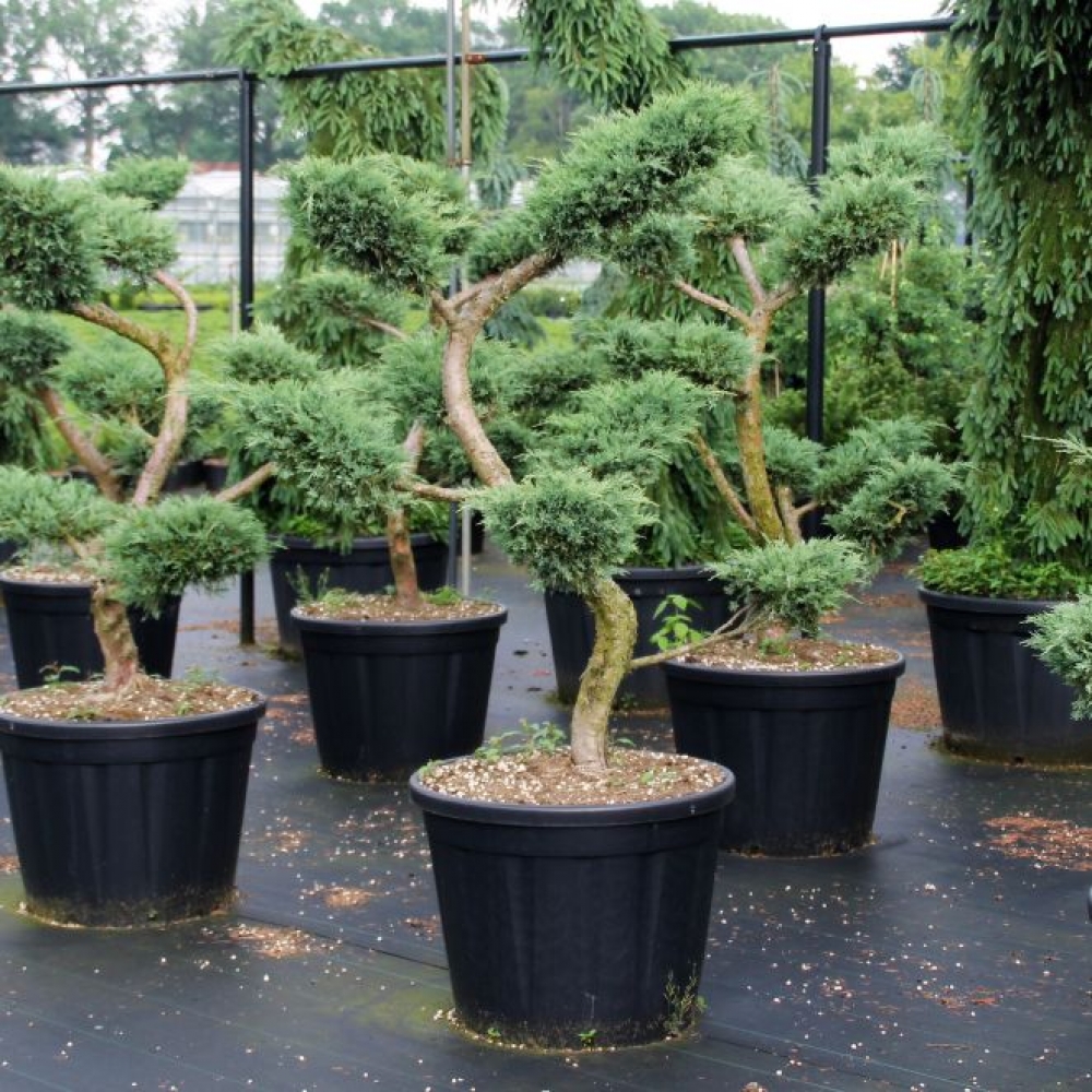 Picture of Juniperus media Hetzii C130 BONSAI-130/140