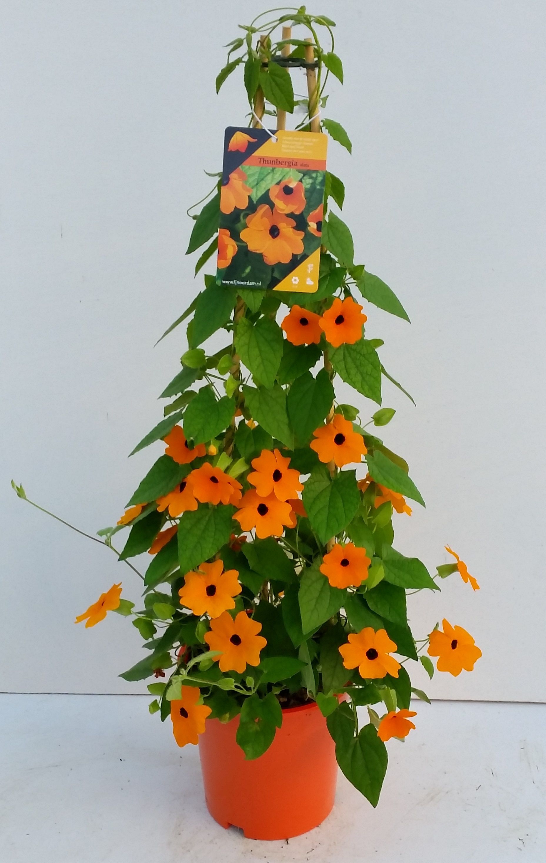 Thunbergia Oranje