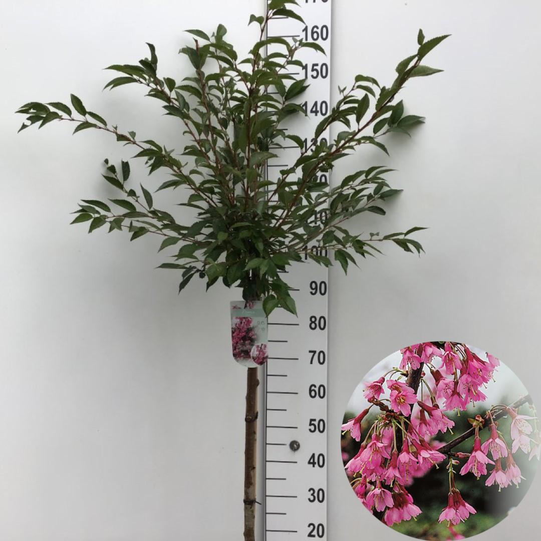 Picture of Prunus Okame P26 (7.5 Ltr) 90/STD