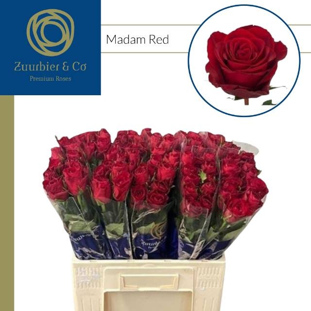R Gr Madam Red