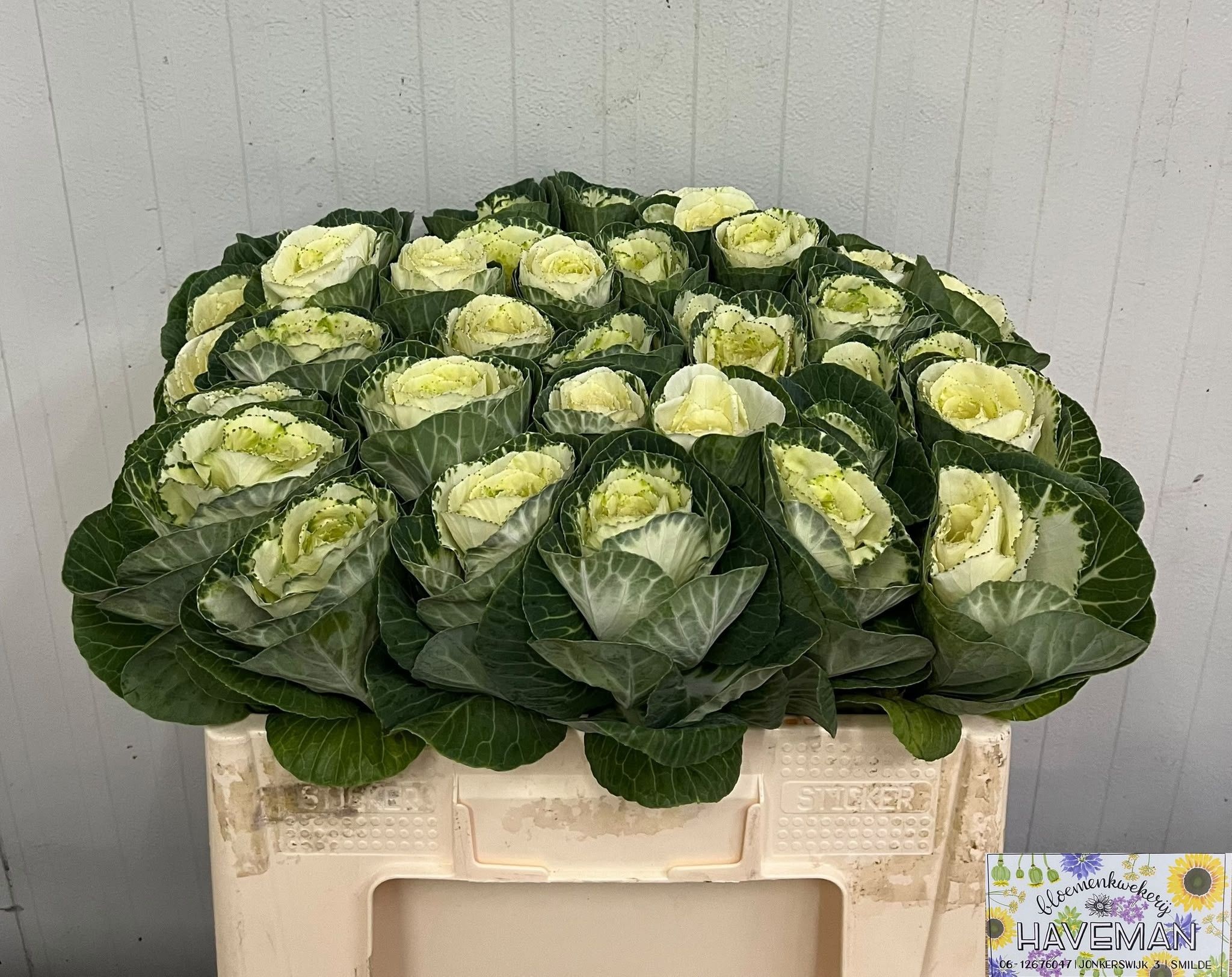 Brassica White Crane 50cm
