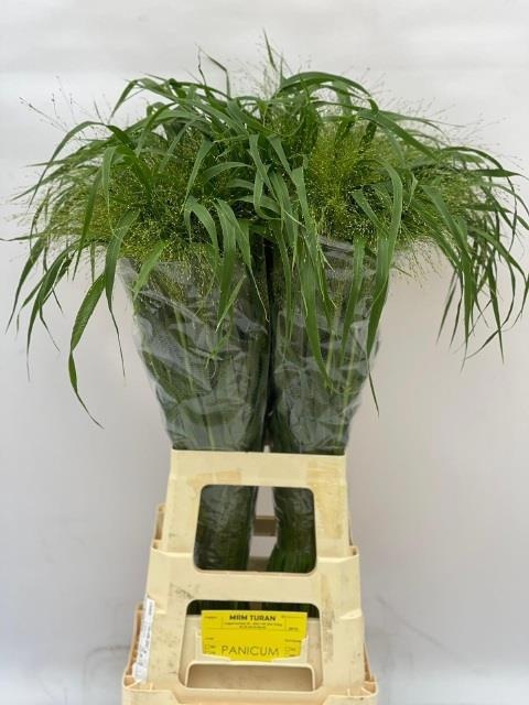 Panicum Fountain 80cm