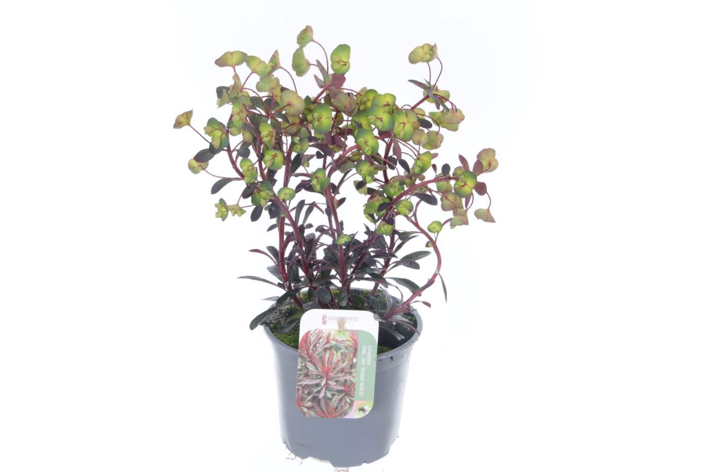 Euphorbia Miner's Merlot ('KMMM024')