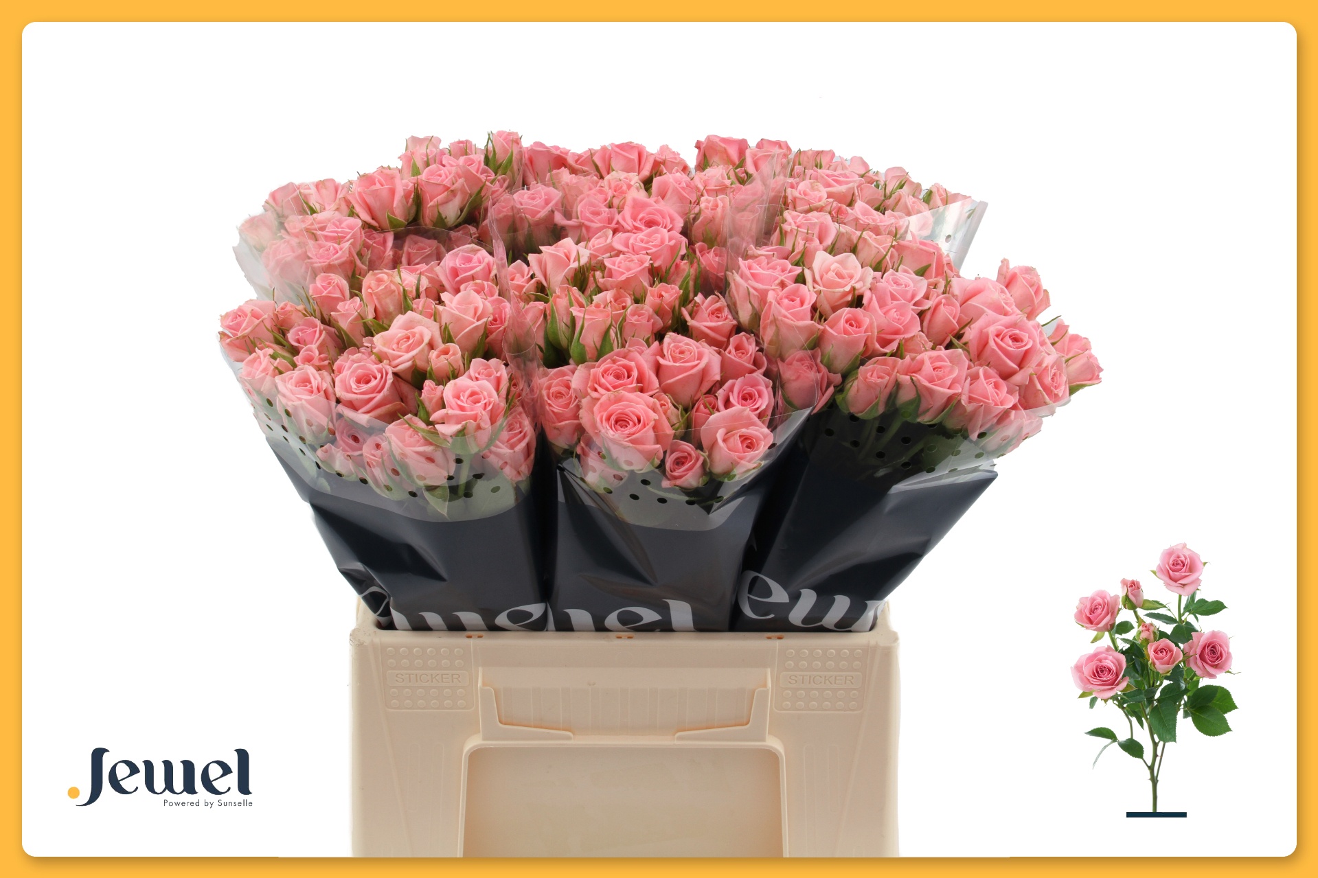 Rosa Spr Odilia 40cm